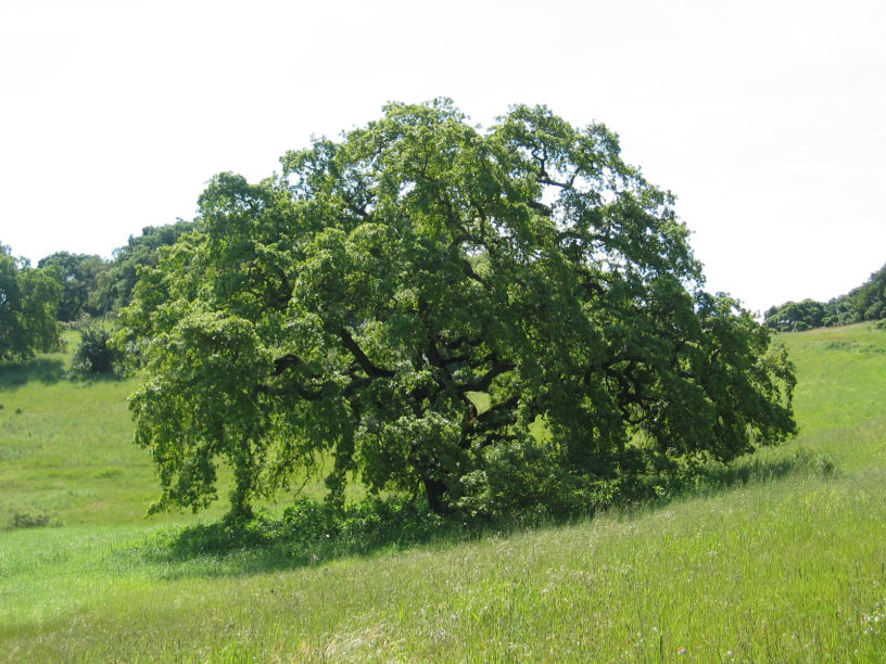 Green oak tree on a gentle, grassy slope